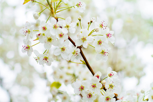 Pentwater Blossoms