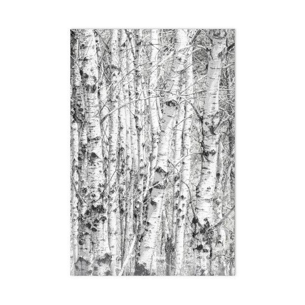 Birch Cluster gift wrap paper