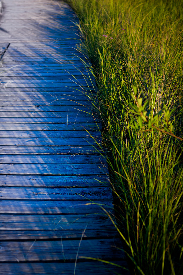 Beach Grass Walk