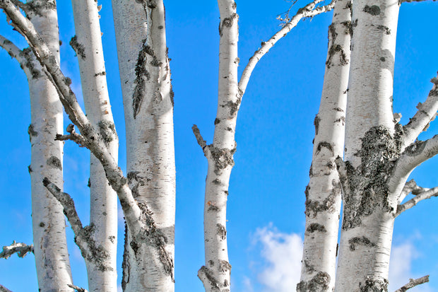 Bluebell Birches