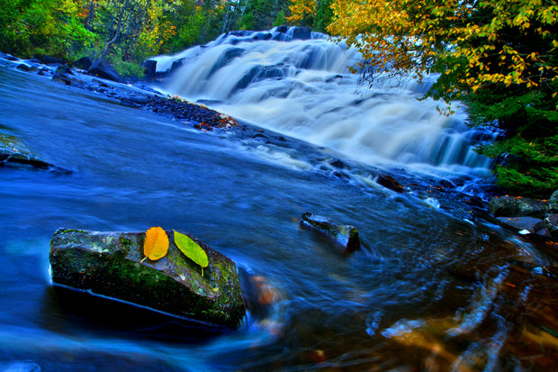 Bond Fall Leaves