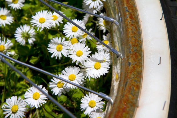 Daisies and a Bike