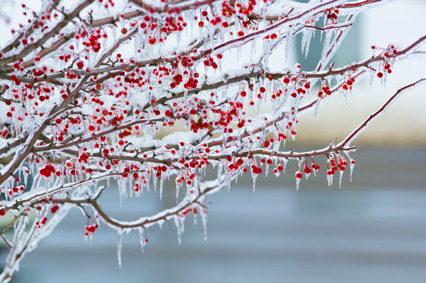 Frozen Holly 2