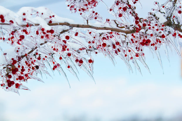 Frozen Holly