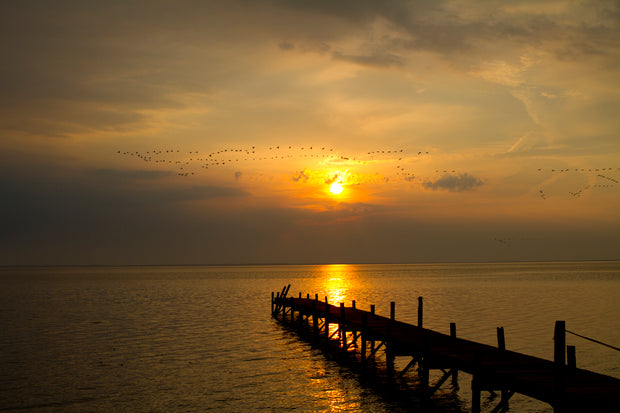 Geese on Sunset 2