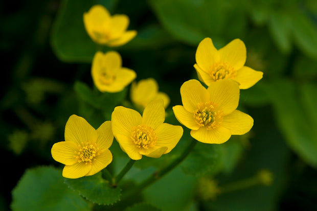 Marsh Marigolds