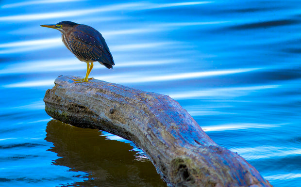 Morning Bittern