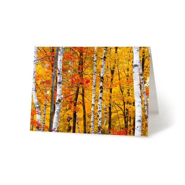 Birch In Search Blank Greeting Card