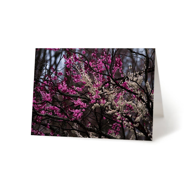 Blossoms at White Pine Village Blank Greeting Card