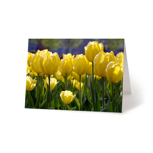 Sunshine Blooms Blank Greeting Card