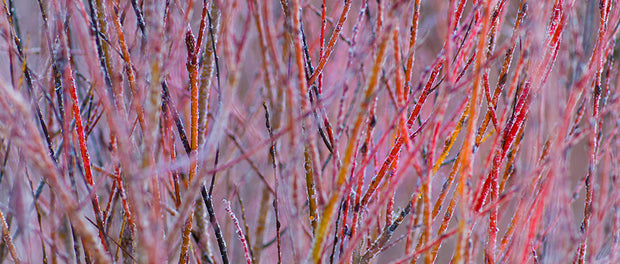 Red and Ice