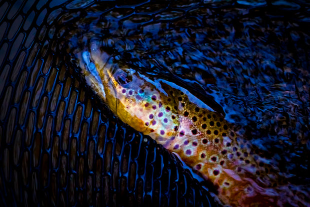 Rod's Manistee Brown