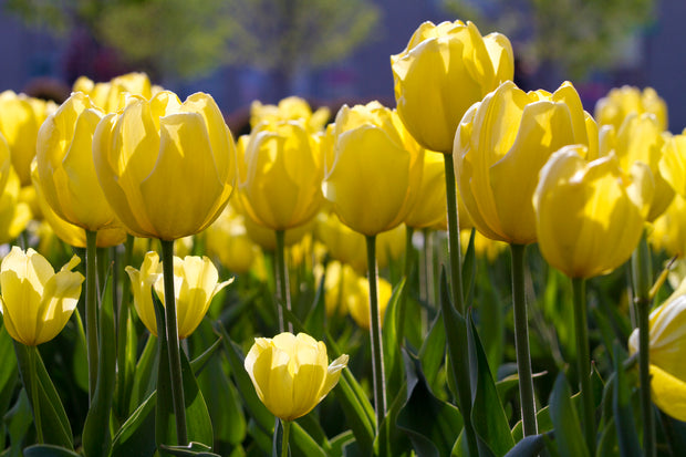 Sunshine Blooms