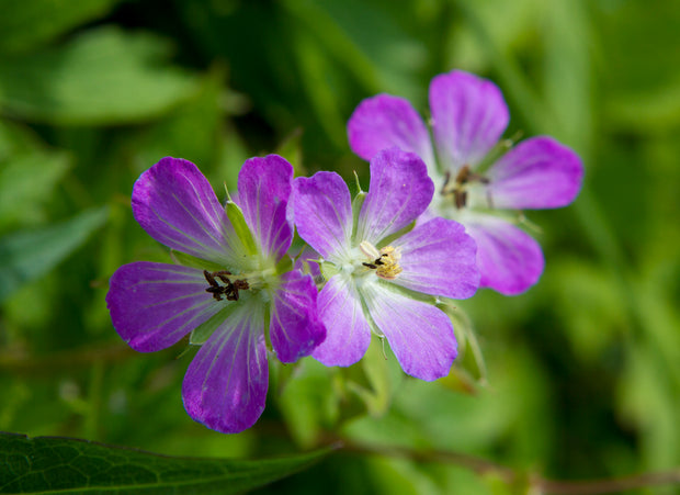 Wild Geraniums Trio